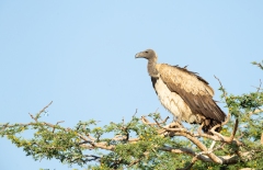 White-Backed Vulture (Gyps africanus)