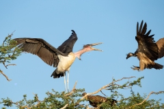 Marabou Stork (V) disturbed by a  White-Backed Vulture (Gyps africanus)