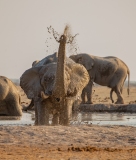 African Elephant (Loxodonta africana) splashing at a waterhole