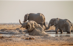 African Elephant (Loxodonta africana) bathing at a waterhole