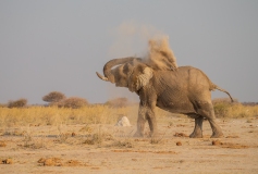 African Elephant (Loxodonta africana) throwing dust on its back