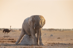 African Elephant (Loxodonta africana) scratching itself on a termite mound