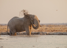 African Elephant (Loxodonta africana) tossing water on to its back at a waterhole