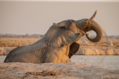 African Elephant (Loxodonta africana) bathing at a waterhole