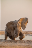 African Elephant (Loxodonta africana) emerging from a waterhole and playing with its trunk.