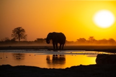 African Elephant (Loxodonta africana) at a water hole at sunset in silhouette