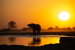 African Elephant (Loxodonta africana) at a water hole at sunset in silhouette