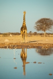 Southern Savanna Giraffe (Giraffa giraffa) with reflection