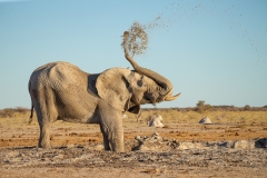 African Elephant (Loxodonta africana) at a waterhole tossing mud onto its back