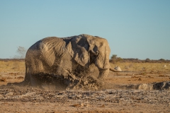 African Elephant (Loxodonta africana) at a waterhole tossing mud onto its back