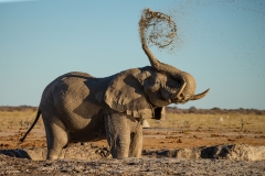 African Elephant (Loxodonta africana) at a waterhole tossing mud onto its back (series of 10)