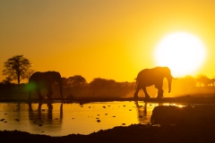 African Elephants (Loxodonta africana) at a waterhole at sunset in silhouette