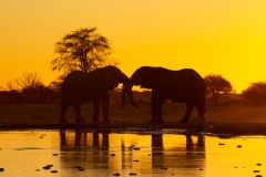 African Elephants (Loxodonta africana) interacting at a waterhole at sunset in silhouette