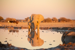 African Elephant (Loxodonta africana) at a water hole in the morning with reflection