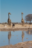 Southern Savanna Giraffe (Giraffa giraffa) and Wildebeast (Connochaetes taurinus) at a water hole in Nxai Pan National Park. With reflection