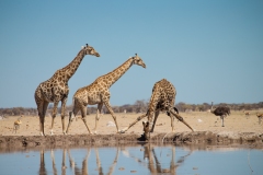 Southern Savanna Giraffes (Giraffa giraffa) drinking at a water hole