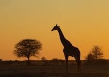 Southern Savanna Giraffe (Giraffa giraffa) silhouette at sunset with tree