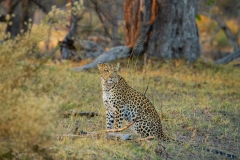 Leopard (Panthera pardus)