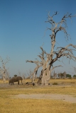 African Elephant (Loxodonta africana) beside large dead tree