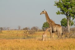 Southern Savanna Giraffe (Giraffa giraffa) mother and calf