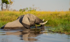 African Elephant (Loxodonta africana) in the Xakanaka Lagoon, Okovango Delta