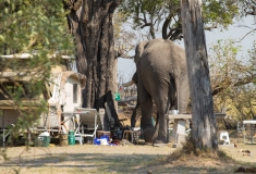 African Elephant (Loxodonta africana) disturbing a tourist campsite