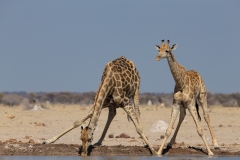 Southern Savanna Giraffes (Giraffa giraffa) drinking at a water hole