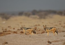 Black-Backed Jackals (Canis mesomelas)