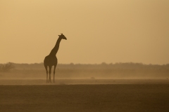 Southern Savanna Giraffe (Giraffa giraffa) at sunset with backlit blowing dust