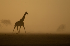 Southern Savanna Giraffe (Giraffa giraffa) silhouette at sunset with backlit blowing dust