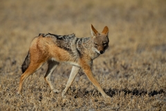 Black-Backed Jackal (Canis mesomelas)