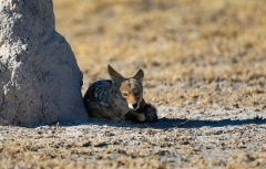 Black-Backed Jackal (Canis mesomelas) resting in the shade of a termite mound