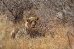 Lion (Panthera leo) hiding in the bush