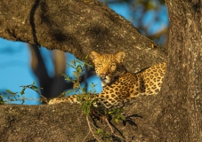 Leopard (Panthera pardus) resting in a tree