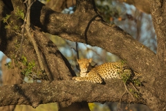 Leopard (Panthera pardus) resting in a tree