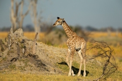 Southern Savanna Giraffe (Giraffa giraffa) calf