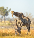 Southern Savanna Giraffe (Giraffa giraffa) mother and calf