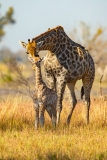 Southern Savanna Giraffe (Giraffa giraffa) mother and calf