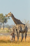 Southern Savanna Giraffe (Giraffa giraffa) mother and calf