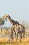 Southern Savanna Giraffe (Giraffa giraffa) mother and calf