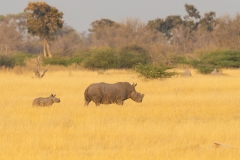 White Rhinoceros (Ceratotherium simum) and calf in gold savanna grass