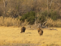 Lions (Panthera leo) on open savanna