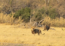 Lions (Panthera leo) on open savanna