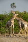 Southern Savanna Giraffe (Giraffa giraffa).  Two giraffes fighting (necking).