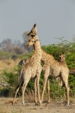 Southern Savanna Giraffe (Giraffa giraffa).  Two giraffes fighting (necking).