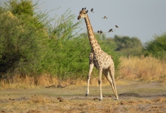 Southern Savanna Giraffe (Giraffa giraffa) running