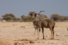 Greater Kudu (Tragelaphus strepsiceros)