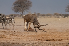 Greater Kudu (Tragelaphus strepsiceros)