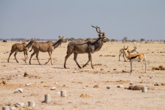 Greater Kudu (Tragelaphus strepsiceros)