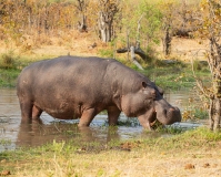 Hippopotamus (Hippopotamus amphibius) browsing at a water hole